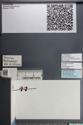 Media type: image;   Entomology 576199
